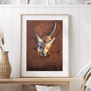 Red Kangaroo Wall Art Print Australian Wildlife Kangaroo Wall Art Sand Outback Wall Art Photography Print Wall Decor Bedroom Living Room Art