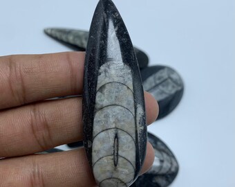Cabochon fossile naturale di Orthoceras, a forma di lacrima, per la creazione di gioielli