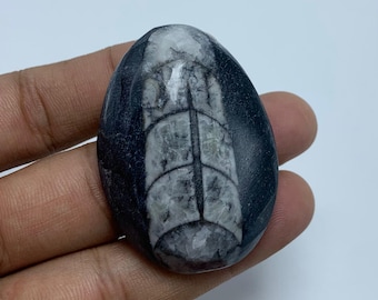 Gemma fossile Orthoceras AAA Cabochon, creazione di gioielli (47 x 34 mm)