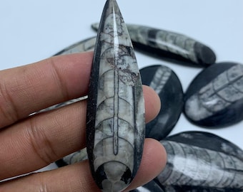 Cabochon fossile di Orthoceras, forma a pera lunga, per creazione di gioielli (68 x 20 mm)