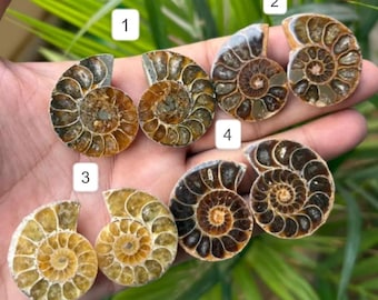 Natural Ammonite Pair, Brown Black Fossil Cabochons