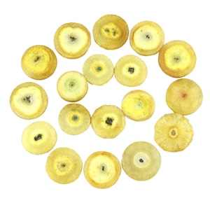 Puede incluir: Una colección de 15 rebanadas de ágata amarilla y blanca dispuestas en espiral. Las rebanadas son redondas y tienen un aspecto natural y orgánico.