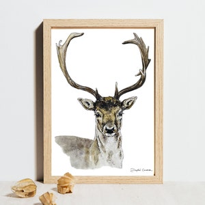 Cerf - Illustration à l'aquarelle - Carte postale - Dessin à exposer - Fait main - Tirage