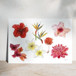 Fleurs de Polynésie - Illustration à l'aquarelle - Planche illustrée - Nature et botanique