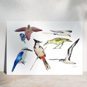Oiseaux de Polynésie - Illustration à l'aquarelle - Planche illustrée - Nature et botanique