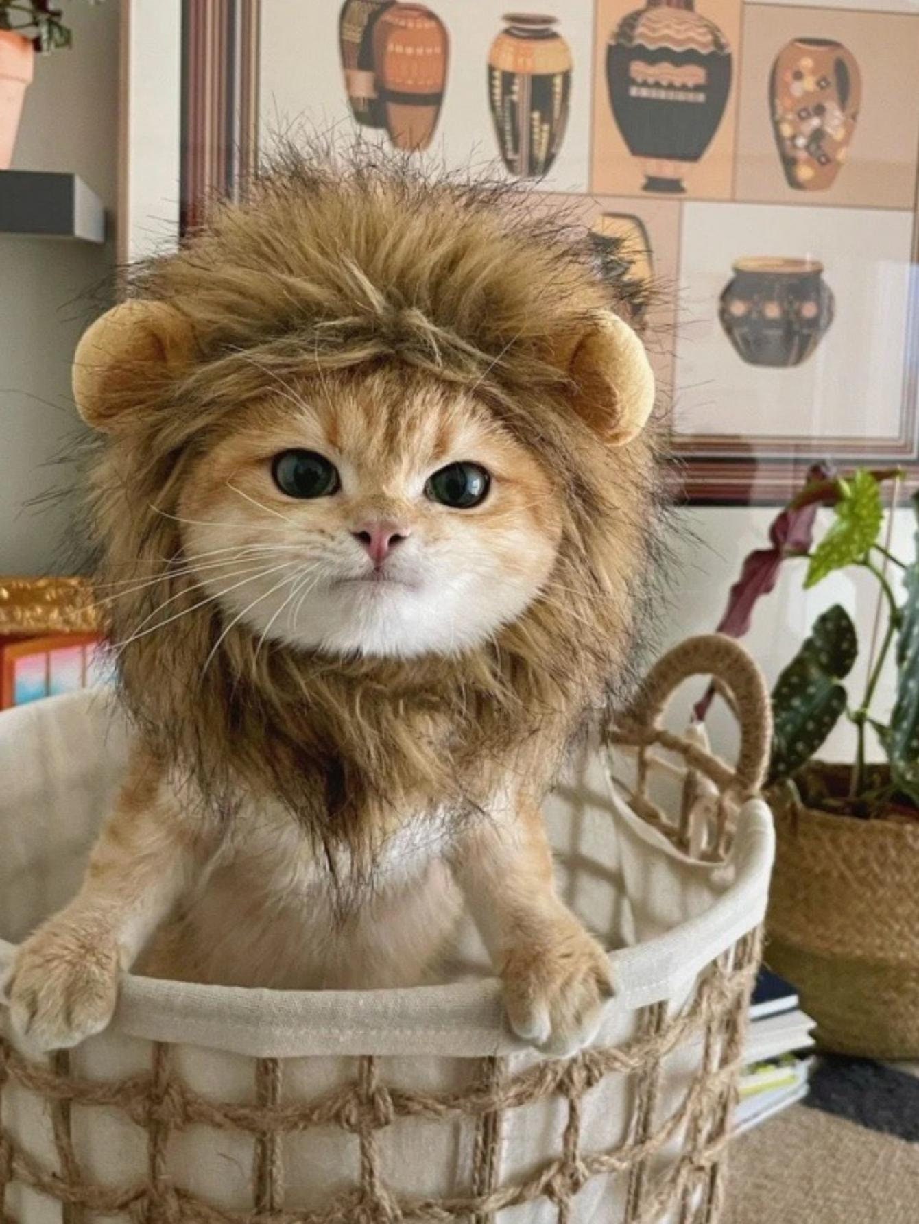 Cute Cat Lion Mane Costume,funny Pet Accessory,fancy Hair Cap Pet Supplies,pets Clothes Cap