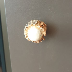 May include: A close-up of a light brown antler knob with a white center. The antler knob is mounted on a gray surface.