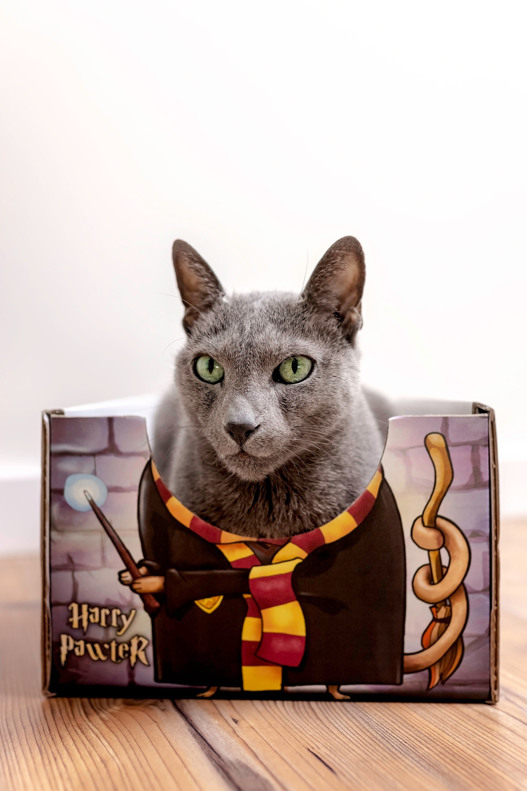 Cat potter costume Italia
