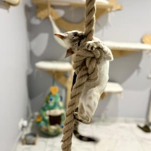 Rope for climbing and biting. Multifunctional cat toy kotiowo