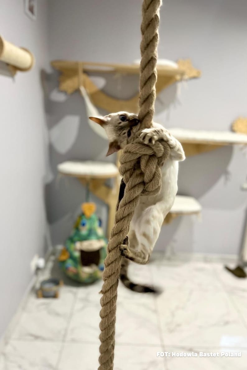 Rope for climbing and biting. Multifunctional cat toy kotiowo