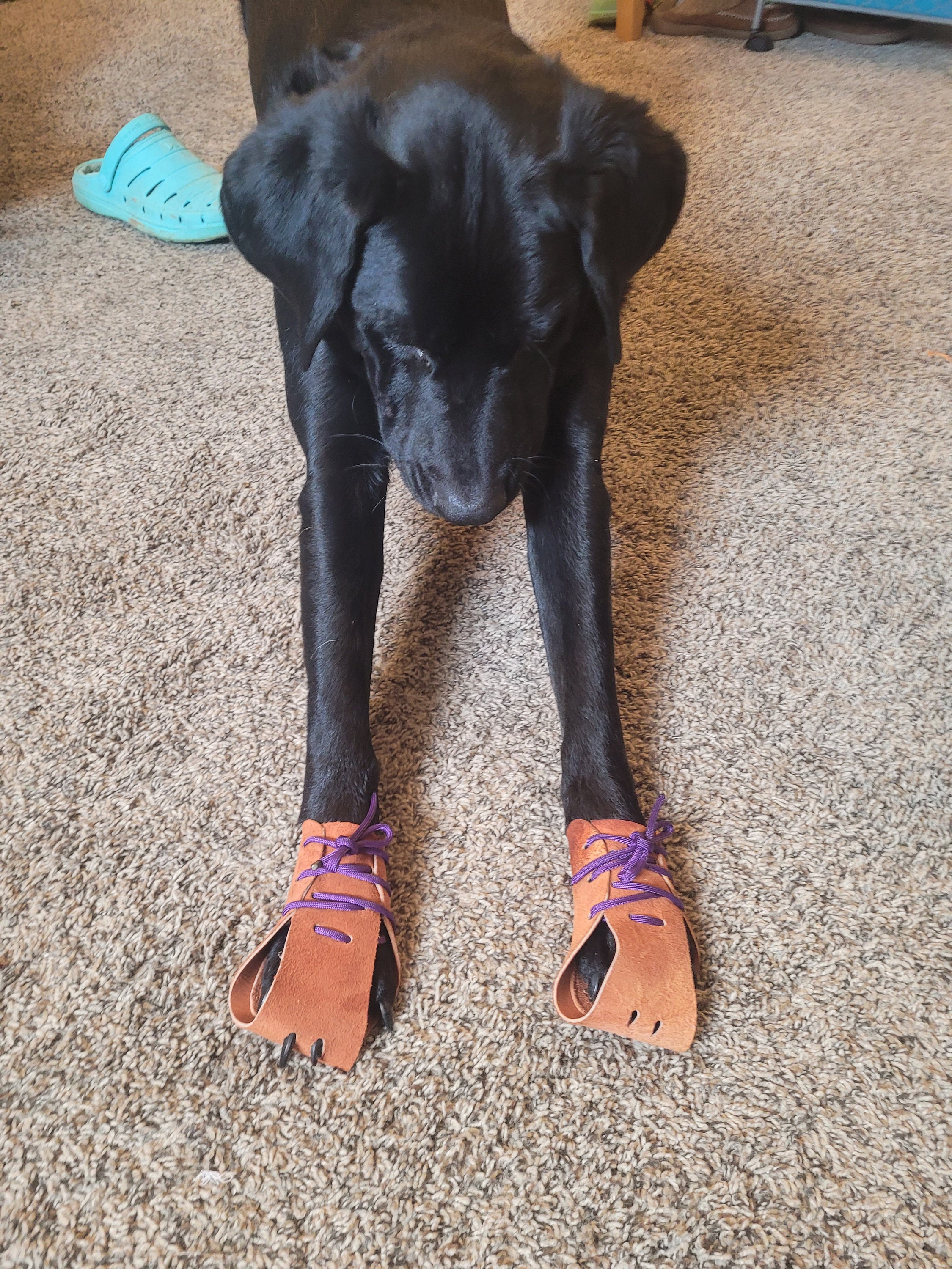 Aussie Style Leather Dog Shoes Etsy