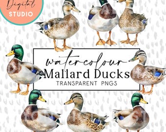 Conjunto de clipart de pato-real em aquarela Patos em aquarela