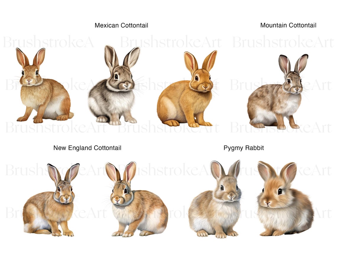 Different Rabbit Tails Types of Rabbit Clipart, Cottontail, Rabbit PNG, Hare Clipart, White ...