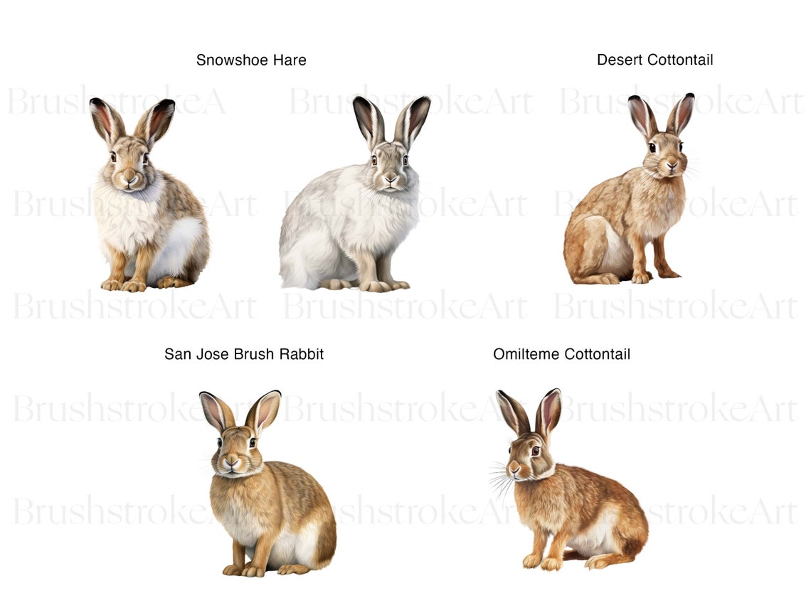 White Rabbit Types Types of Rabbit Clipart, Cottontail, Rabbit PNG, Hare Clipart, White ...