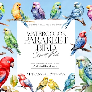 43 Clipart di parrocchetti, Uccelli della giungla, Uccelli tropicali, PNG di pappagalli dell'acquerello, Illustrazione di pappagalli, Regali di compleanno