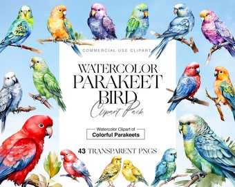 43 Parakeet Clipart, Jungle Birds, Tropical Birds, Watercolor Parrot PNG, Parrot Illustration, Birthday Gifts