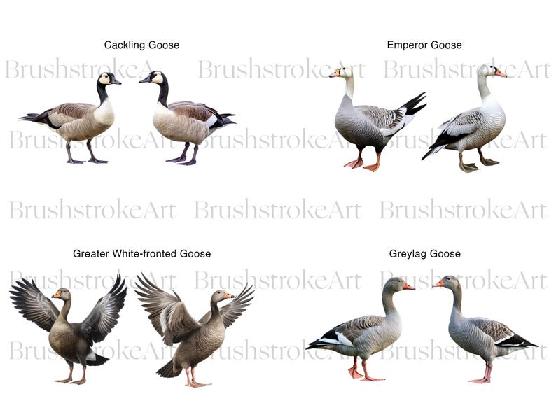 Watercolor Goose Clipart, White Goose PNG, Bird Clipart, Geese, Nursery ...