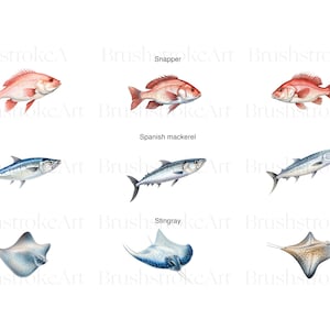 Puede incluir: Una ilustraci&oacute;n de tres tipos diferentes de peces: un pargo rojo, una caballa espa&ntilde;ola y una raya. Los peces est&aacute;n dibujados en un estilo realista con escamas y aletas detalladas.