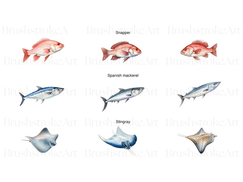Puede incluir: Una ilustraci&oacute;n de tres tipos diferentes de peces: un pargo rojo, una caballa espa&ntilde;ola y una raya. Los peces est&aacute;n dibujados en un estilo realista con escamas y aletas detalladas.