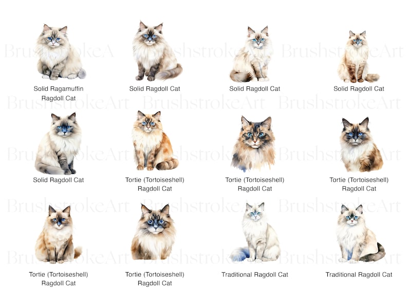 Ragdoll Cat Clipart, Ragdoll Kitten, White Cat Watercolor, Long Haired ...