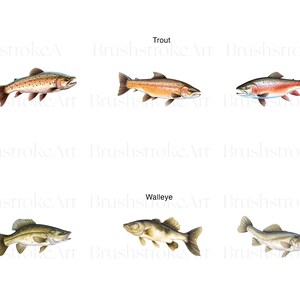 May include: Illustration of three trout and three walleye fish. The trout are brown, orange, and red with black spots. The walleye are brown and white with black spots. The fish are swimming to the right.