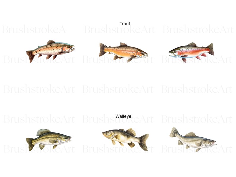 May include: Illustration of three trout and three walleye fish. The trout are brown, orange, and red with black spots. The walleye are brown and white with black spots. The fish are swimming to the right.