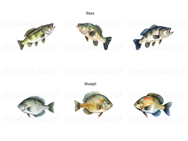 May include: A digital illustration of six fish, three bass and three bluegill. The bass are green, brown, and white with black spots. The bluegill are green, brown, and orange with blue fins. The fish are all facing to the right.