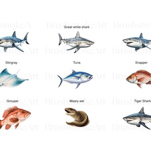 Puede incluir: Ilustraci&oacute;n de nueve tipos diferentes de peces, incluyendo un gran tibur&oacute;n blanco, una raya, un at&uacute;n, un pargo, un mero, una morena y un tibur&oacute;n tigre. Los peces se representan en un estilo realista con detalles precisos y colores vibrantes.