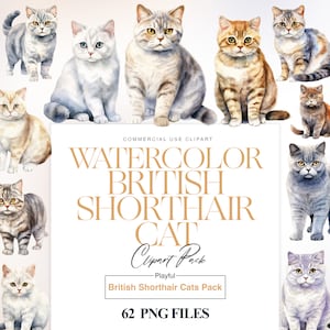 Clipart chat British Shorthair, aquarelle races de chat, chat à poil court PNG, race britannique, illustration de chat, animal de compagnie