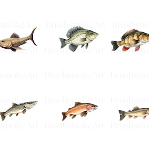 May include: Six different types of fish illustrations. The fish are drawn in a realistic style with detailed scales and fins. The fish are all facing to the right and are set against a white background.