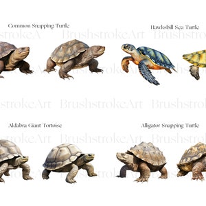 Turtle Illustration Clipart, Watercolor Turtle Species, Hawksbill ...