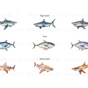 Puede incluir: Ilustraci&oacute;n de tres tipos diferentes de peces: un tibur&oacute;n tigre, un at&uacute;n y un tibur&oacute;n nodriza. El tibur&oacute;n tigre es gris y blanco con rayas negras. El at&uacute;n es azul y plateado. El tibur&oacute;n nodriza es marr&oacute;n y tiene una cabeza plana.
