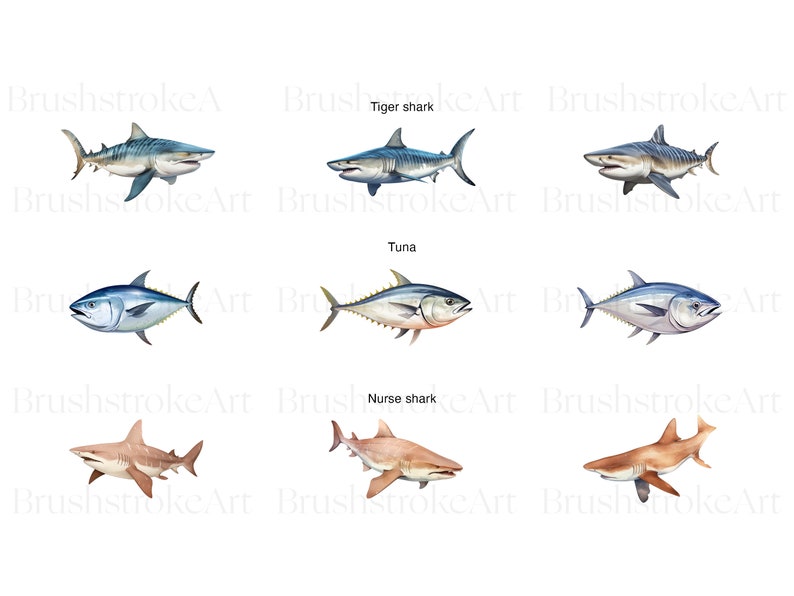 Puede incluir: Ilustraci&oacute;n de tres tipos diferentes de peces: un tibur&oacute;n tigre, un at&uacute;n y un tibur&oacute;n nodriza. El tibur&oacute;n tigre es gris y blanco con rayas negras. El at&uacute;n es azul y plateado. El tibur&oacute;n nodriza es marr&oacute;n y tiene una cabeza plana.