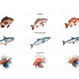 Puede incluir: Ilustraci&oacute;n de seis tipos diferentes de peces: un mero, una caballa real, un pez le&oacute;n, un pargo rojo, un tambor rojo y una barracuda. Todos los peces est&aacute;n dibujados en un estilo realista con escamas y aletas detalladas.