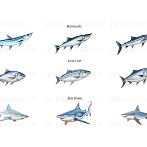 Puede incluir: Ilustraci&oacute;n de nueve tipos diferentes de peces, incluyendo una barracuda, un pez azul, un tibur&oacute;n toro, y otros. Los peces se representan en un estilo realista con marcas y colores detallados.