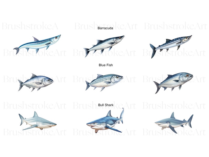 Puede incluir: Ilustraci&oacute;n de nueve tipos diferentes de peces, incluyendo una barracuda, un pez azul, un tibur&oacute;n toro, y otros. Los peces se representan en un estilo realista con marcas y colores detallados.