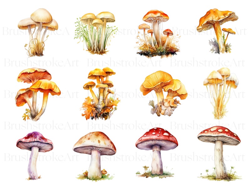 May include: Watercolor painting of various types of mushrooms. The mushrooms are painted in shades of yellow, orange, red, and white. The mushrooms are depicted in a cluster, with some mushrooms growing on top of others.