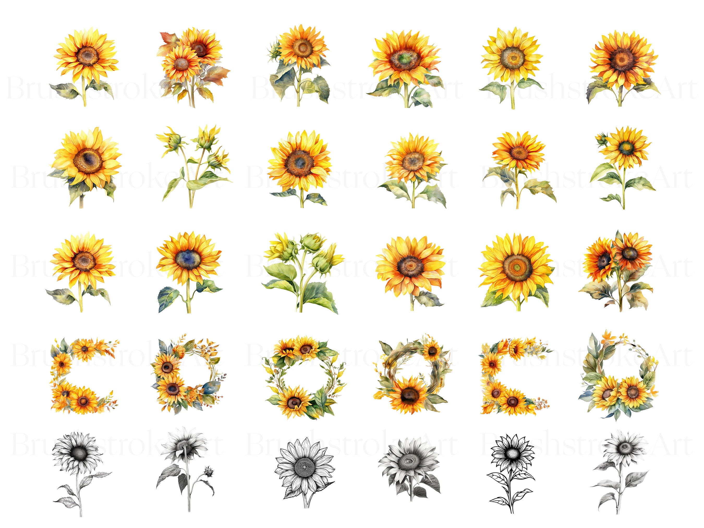 55 Sunflower Watercolour Clipart Pack Collection of - Etsy UK