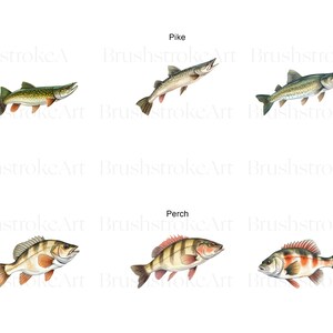 May include: Illustration of three different types of fish: a pike, a perch, and a bass. The fish are drawn in a realistic style with detailed scales and fins.