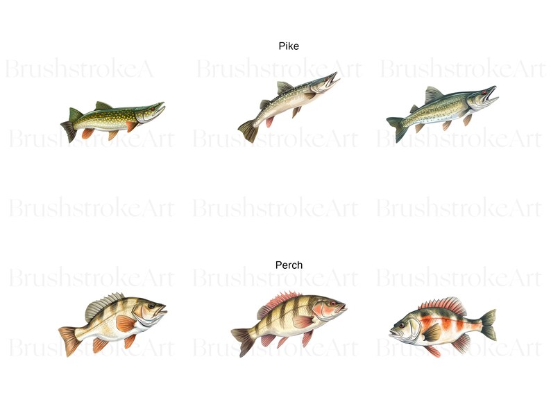 May include: Illustration of three different types of fish: a pike, a perch, and a bass. The fish are drawn in a realistic style with detailed scales and fins.