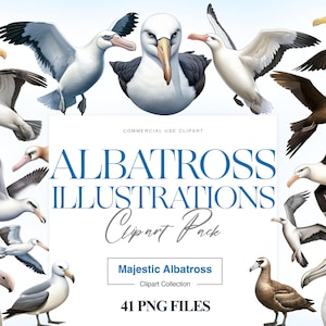Albatross Clipart, Ocean Bird Clipart, Seagull PNG, Albatross Art, Bird Lover Gift, Bird Lover Gift, Wildlife
