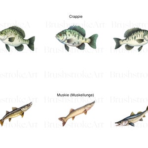 May include: Three illustrations of fish, two crappie and one muskie. The crappie are green and brown with black spots. The muskie is brown and tan with a long, slender body.