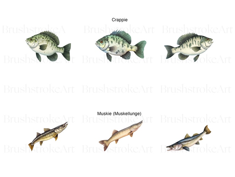May include: Three illustrations of fish, two crappie and one muskie. The crappie are green and brown with black spots. The muskie is brown and tan with a long, slender body.