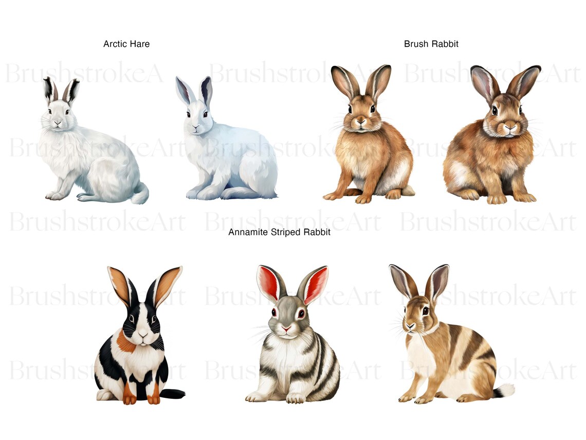 White Rabbit Types Types of Rabbit Clipart, Cottontail, Rabbit PNG, Hare Clipart, White ...