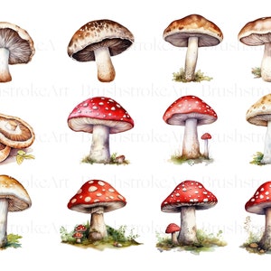 May include: Watercolor painting of various mushrooms. The mushrooms are in different colors and sizes, including brown, white, and red with white spots. Some mushrooms are clustered together, while others are alone.