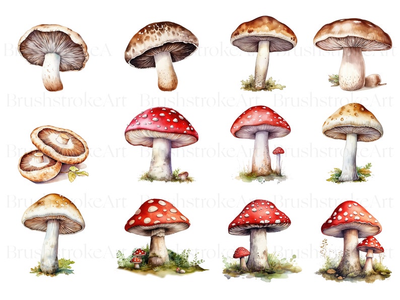 May include: Watercolor painting of various mushrooms. The mushrooms are in different colors and sizes, including brown, white, and red with white spots. Some mushrooms are clustered together, while others are alone.