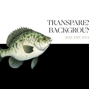 May include: A detailed illustration of a green and white fish with black spots. The fish is facing right and has a large mouth. The background is transparent.