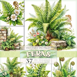Może przedstawiać: Zbiór akwarelowych ilustracji przedstawiających różne paprocie i kompozycje kwiatowe. Obrazy przedstawiają szczegółowe przedstawienia zielonych paproci, białych kwiatów i innych liści. Widoczny jest tekst "FERNS" i "37" wraz ze szczegółami dotyczącymi rozmiaru i jakości obrazu.