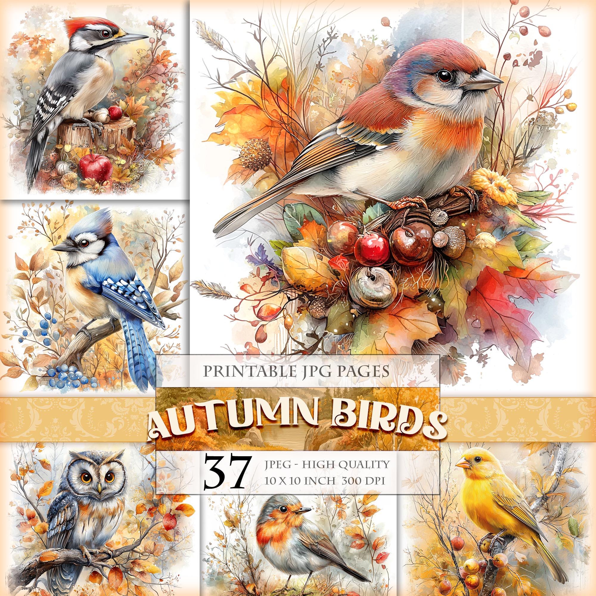 Autumn Birds, Fall Animals Clipart, Printable 37 HQ JPG image, Digital Art scrapbook journal ephemera decoupage postcard instant download.