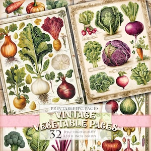 Vintage Vegetables Pages, Old Drawings, Printable HQ 32 JPG image, Junk Journal Folio Pages, Scrapbook Ephemera, Instant download.